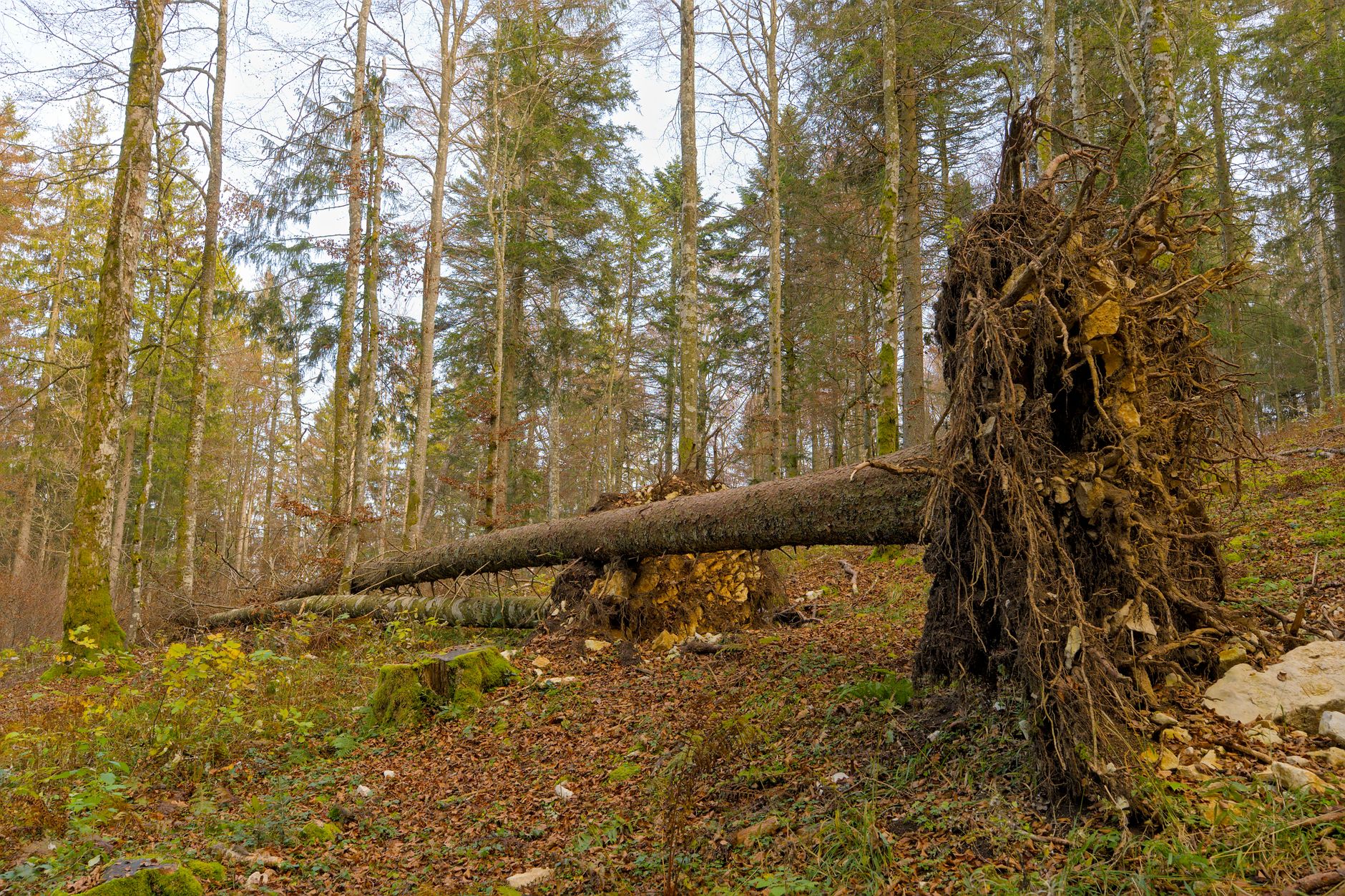 Enlèvement arbre urgence à Bordeaux